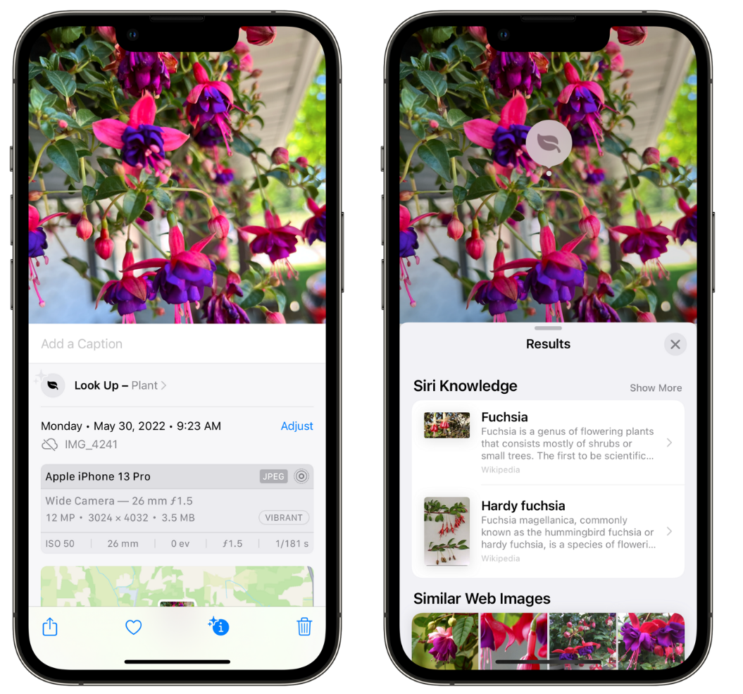 克拉玛依苹果手机维修分享小技巧：使用 iPhone 相机识别花卉植物 